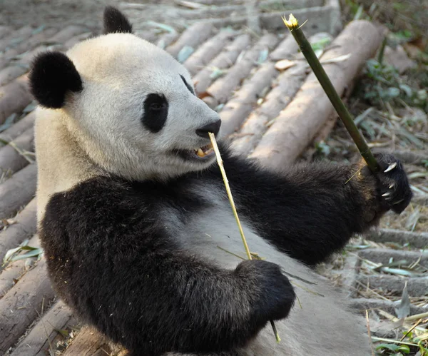 Panda Reserva Panda Chengdu Base Pesquisa Criação Panda Gigante Chengdu — Fotografia de Stock