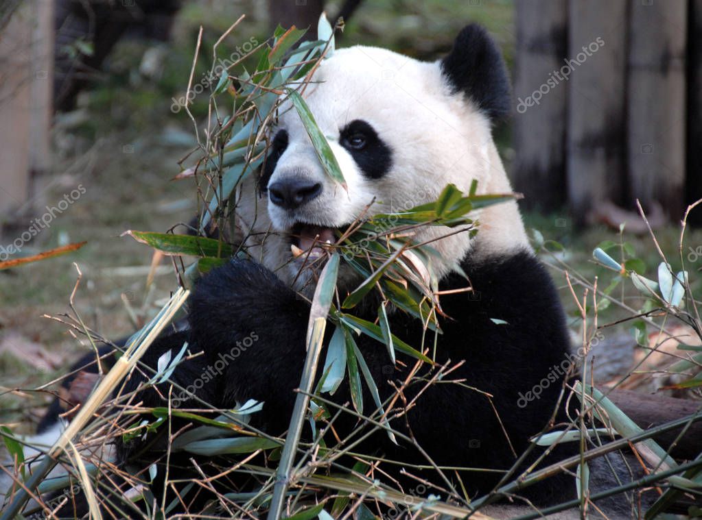 Panda at Chengdu Panda Reserve (Chengdu Research Base of Giant Panda Breeding) in Sichuan, China. The panda bear is eating bamboo. Close up of the panda's face with bamboo. Classic portrait of a panda.