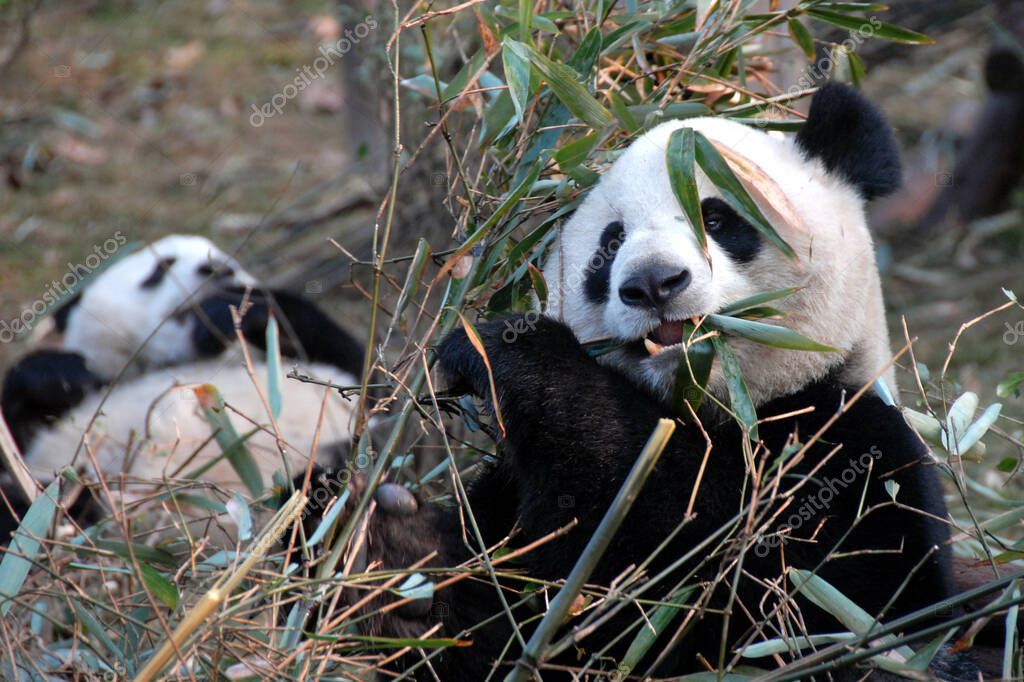 Two pandas at Chengdu Panda Reserve (Chengdu Research Base of Giant Panda Breeding) in Sichuan, China. The panda bears are eating bamboo. One panda is sitting up the other is lying. Pandas in Chengdu Reserve, China