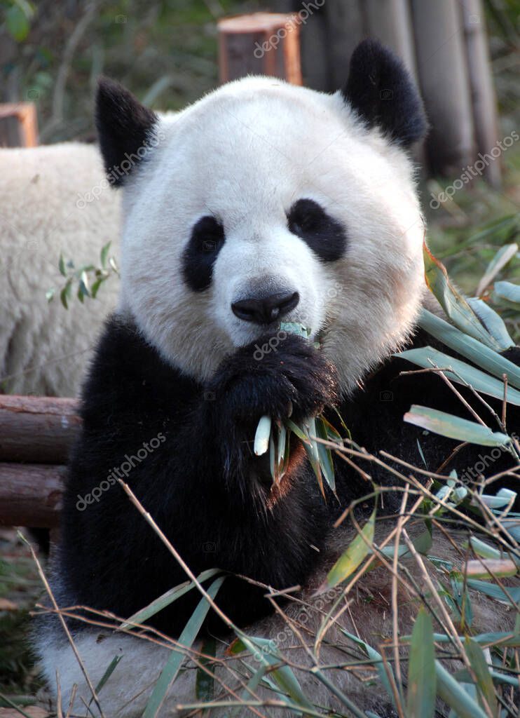 Pandas at Chengdu Panda Reserve (Chengdu Research Base of Giant Panda Breeding) in Sichuan, China. The panda bear is eating bamboo with another panda in the background. Portrait shot.  Panda with bamboo at the Panda Reserve in Chengdu, China