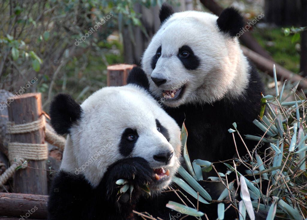 Two pandas at Chengdu Panda Reserve (Chengdu Research Base of Giant Panda Breeding) in Sichuan, China. The panda bears are eating bamboo. One panda looks left and one right. Pandas with bamboo at the Panda Reserve in Chengdu, China