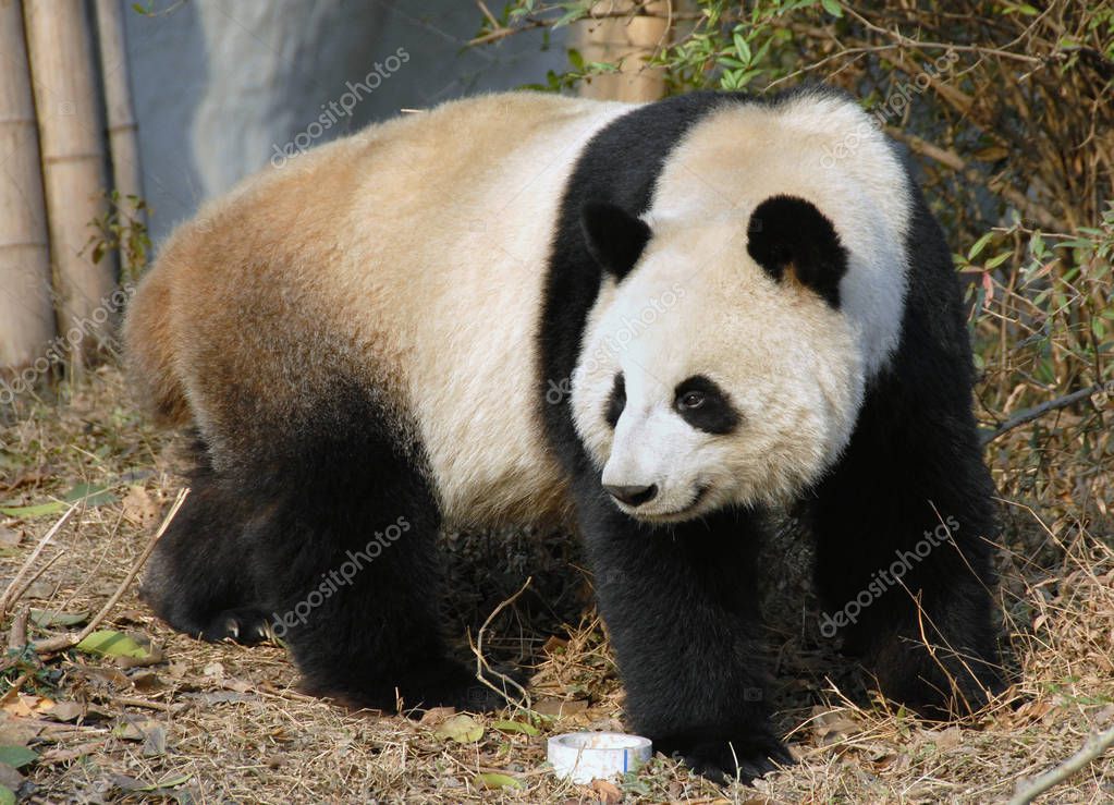 Panda at Chengdu Panda Reserve (Chengdu Research Base of Giant Panda Breeding) in Sichuan, China. The panda bear is standing in the sunshine. Pandas are born at the reserve. Panda at the Panda Reserve in Chengdu, China