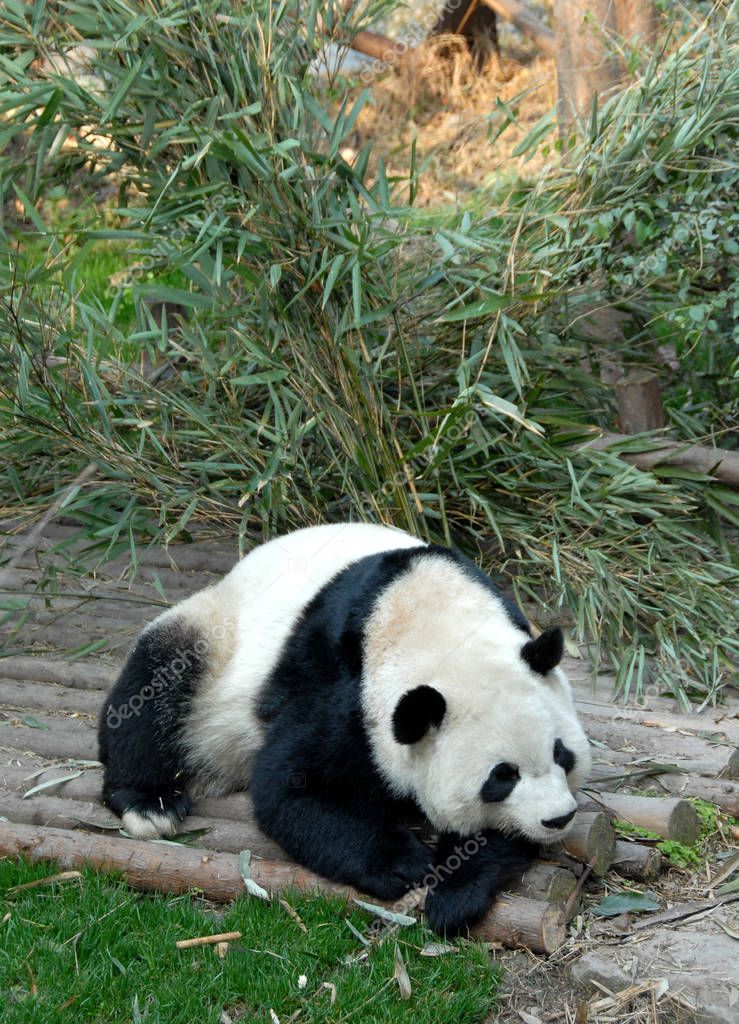 Panda at Chengdu Panda Reserve (Chengdu Research Base of Giant Panda Breeding) in Sichuan, China. The panda bear is sitting on a wooden deck. Pandas are born here. Giant Panda, Chengdu Reserve, China