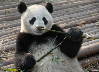 Çin 'in Sichuan kentindeki Chengdu Panda Rezervi' nde (Chengdu Dev Panda Üretimi Araştırma Üssü) panda. Panda bambu yiyor. Pandalar yedekte doğar. Bambulu dev panda, Chengdu rezervi, Çin