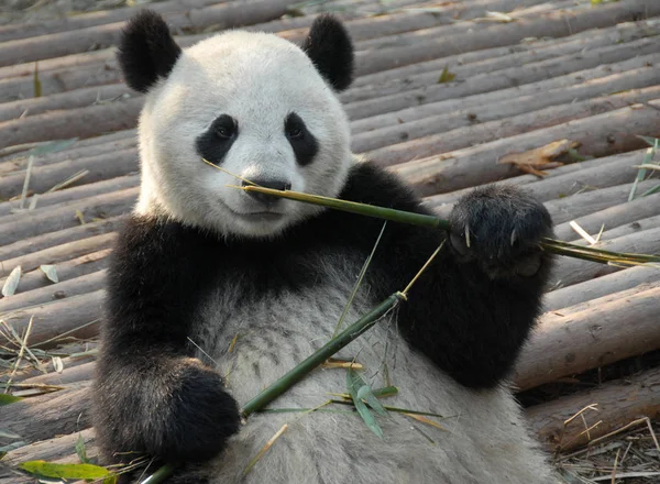 四川成都大熊猫保护区 成都大熊猫繁育研究基地 的大熊猫 熊猫在吃竹子 大熊猫出生在保护区 大熊猫与竹子 成都保护区 — 图库照片