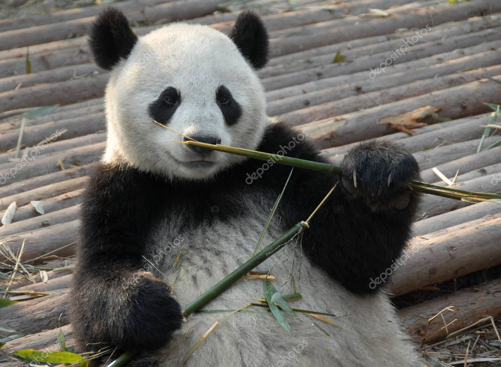 Panda at Chengdu Panda Reserve (Chengdu Research Base of Giant Panda Breeding) in Sichuan, China. The panda bear is eating bamboo. Pandas are born at the reserve. Giant Panda with bamboo, Chengdu Reserve, China