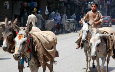 Pakistan 'ın Hayber Pakhtunkhwa ilinde Peşaver. Peşaver, Pakistan 'da eşeğe binen bir çocuk. Peşaver 'de bir cadde boyunca eşekleri güdüyor. Çocuk Peşaver, Pakistan 'da bir eşeğe biniyor..
