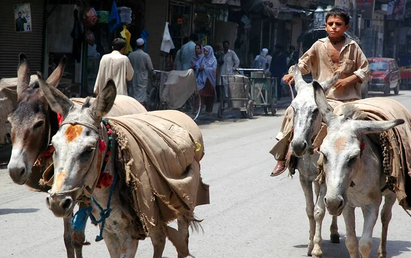 巴基斯坦开伯尔 普赫图赫瓦省的白沙瓦 在巴基斯坦白沙瓦 男孩骑着驴子 他正在白沙瓦的一条街上放驴 在巴基斯坦的白沙瓦 男孩骑着驴子 — 图库照片