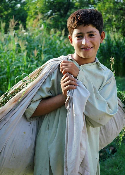 Jalalabad Nangarhar Province Afghanistan Boy Works Collecting Grass Jalalabad Afghanistan — Stock Photo, Image