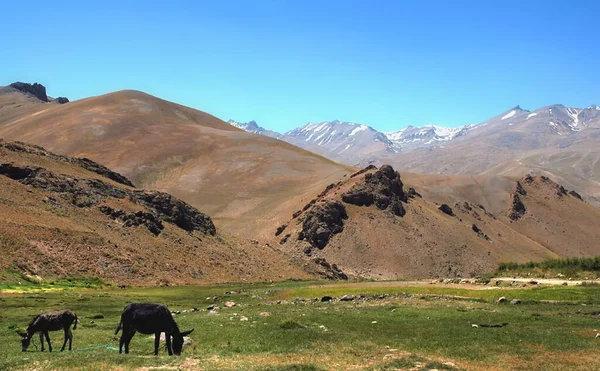 喀布尔和阿富汗巴米扬 巴米扬 之间的山区风景 驴子在草地上吃草 取自阿富汗中部喀布尔与巴米扬 巴米扬 之间南部路线上的公路 — 图库照片