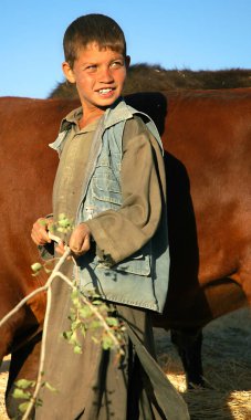 Orta Afganistan 'da Bamyan (Bamiyan). Genç bir çocuk Bamyan 'da (Bamiyan) bir çiftlikte öküz besleme eğilimindedir. Bamyan 'da (Bamiyan) bir çiftlikte çalışan bir çocuk. Çocuk, çocuk çiftçisi, tarla, 