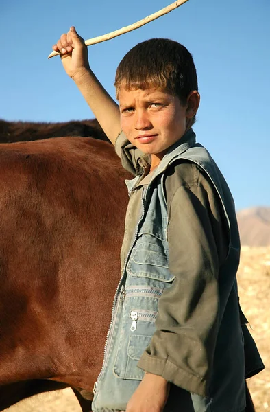 阿富汗中部的巴米扬 巴米扬 在巴米扬 巴米扬 的一个农场里 一个小男孩倾向于放牛 在巴米扬 巴米扬 阿富汗的一个农场工作的儿童 儿童农民 — 图库照片