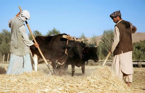 Orta Afganistan 'da Bamyan (Bamiyan). Bamyan 'da (Bamiyan) bir çiftlikte harman yaparken öküzlerle çalışan çiftçiler. Yerel çiftçiler, çiftlik, sığırlar, harman, Bamyan (Bamiyan) Afganistan.