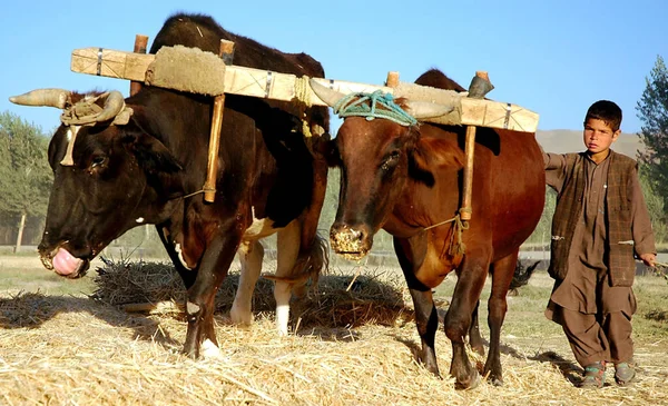 Bamyan Bamiyan Afeganistão Central Menino Tende Bois Uma Fazenda Bamyan — Fotografia de Stock