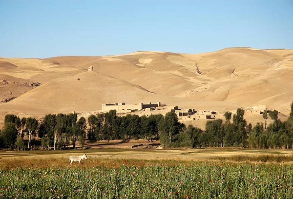 阿富汗古尔省Dowlat Yar 阿富汗中部Dowlatyar镇附近的罂粟田 一头驴子正站在罂粟地里 身后是一片树木 建筑物和小山 — 图库照片