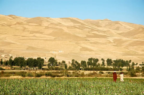 Dowlat Yar Prowincja Ghor Afganistanie Pola Makowe Rolnikami Pobliżu Miasta — Zdjęcie stockowe