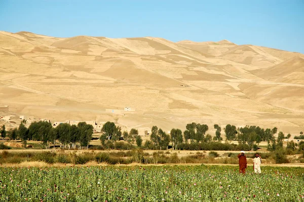 Dowlat Yar, Afganistan 'ın Ghor Eyaleti. Afganistan 'ın orta kesimindeki Dowlatyar kasabası yakınlarında çiftçi yetiştirilen haşhaş tarlaları. Haşhaş tarlasında iki çiftçi duruyor. Ağaçların ve tepelerin manzarası.