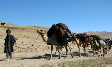 Chaghcharan in Ghor Province, Afghanistan. A man with a turban and a beard leads a camel train near to the town of Chaghcharan in Central Afghanistan. The camels are carrying heavy loads. clipart