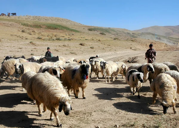 阿富汗古尔省的Chaghcharan 两名年轻的牧羊人在阿富汗中部的Chaghcharan附近放羊 羊群正沿着一条尘土飞扬的道路群集着 — 图库照片