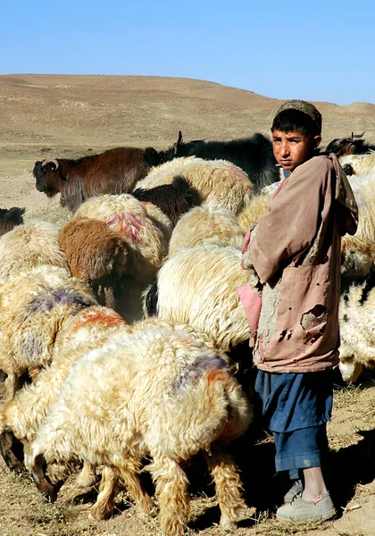 Chaghcharan Provincie Ghor Afghanistan Een Jonge Herder Hoedt Zijn Kudde — Stockfoto