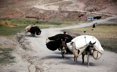 Afganistan 'ın Ghor ilindeki Chaghcharan ve Jam Minaresi arasında küçük bir köy. Eşek taşıyan çiftçiler Orta Afganistan 'ın ücra bir köşesinde toprak bir yolda ağır yük taşıyorlar..