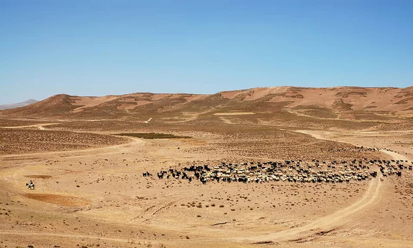 アフガニスタンのゴール州ジャムのミナレットとチャチャチャランの間 ロバの上の男は チャチャチャランの近くの中央アフガニスタンの遠隔地にある羊の群れに傾向がある 広い風景 — ストック写真
