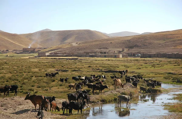 阿富汗古尔省Chaghcharan和Jam的Minaret之间的一个小镇 在阿富汗中部偏僻地区Chaghcharan附近的一个村庄 奶牛和绵羊在河边的田里吃草 — 图库照片