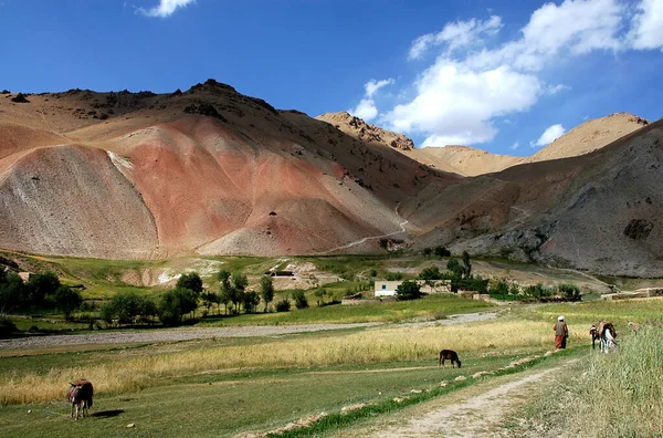 阿富汗Chaghcharan和古尔省Jam Minaret之间的一个小村庄 在阿富汗中部边远地区的一个有住房的农场定居点 一个带着牲口的农夫 — 图库照片