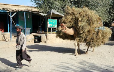 Faryab Eyaleti, Afganistan 'da Maymana. Maymana 'da sokakta yürüyen bir adam deveye liderlik ediyor. Maymana batı Afganistan 'da. Hareket bulanıklığı - devenin yüzüne odaklan.