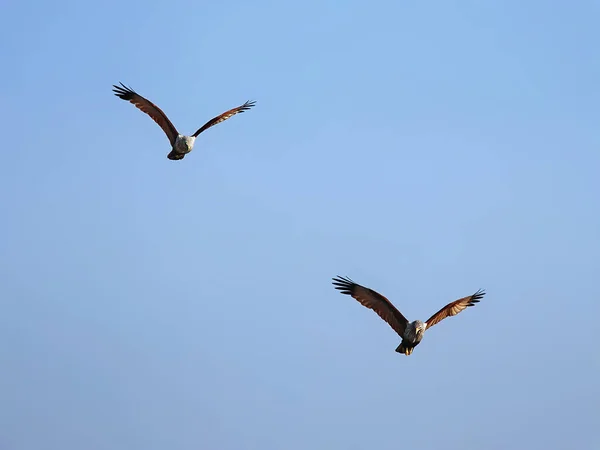 Brahminy Kites Haliastur Indus Sundarban Forest Birds Pictured Sundarbans Southern — Stock Photo, Image