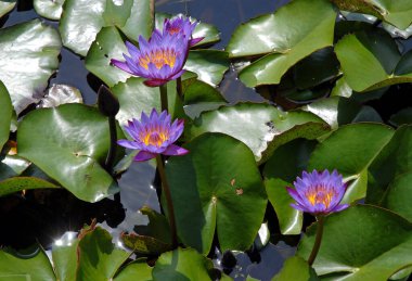 Bangladeş 'teki Srimangal (Sreemangal) gölünde bulunan mavi nilüfer çiçekleri. Mavi nilüfer çiçeği uzun zamandır ruhanilik ve kutsallıkla ilişkilendirilir ve mistik ve kutsal olarak görülür. Mavi nilüfer çiçeği