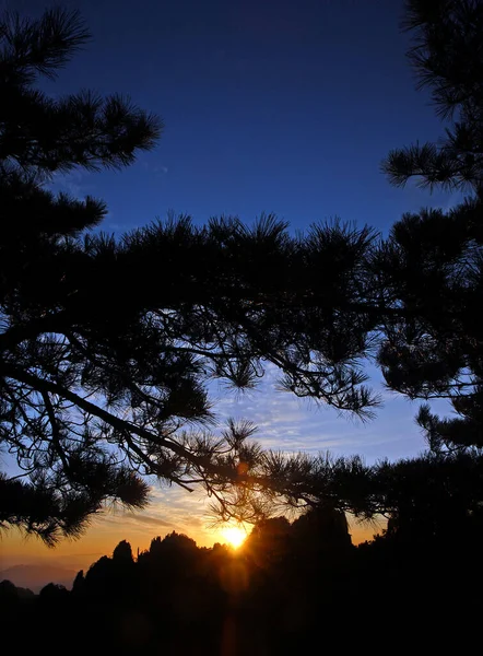 떠오르는 태양은 실루엣 소나무 사이를 바라본다 성향작은 조명탄 근처에서 떠오르는 — 스톡 사진