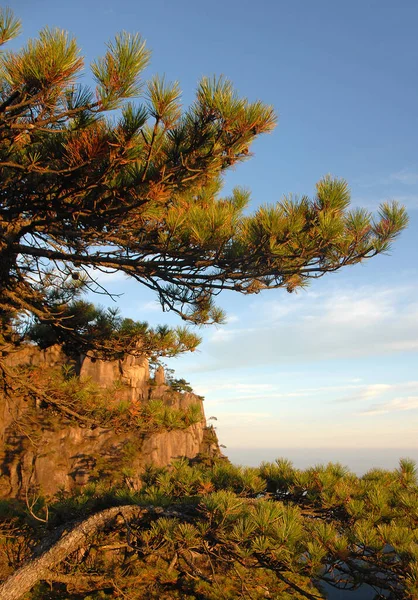黄山安徽省 中国で ストーンモンキー近くの日の出を見るフォーエバーツリーを中心に海の視点を見てください 中国の松の木や崖の風景 — ストック写真