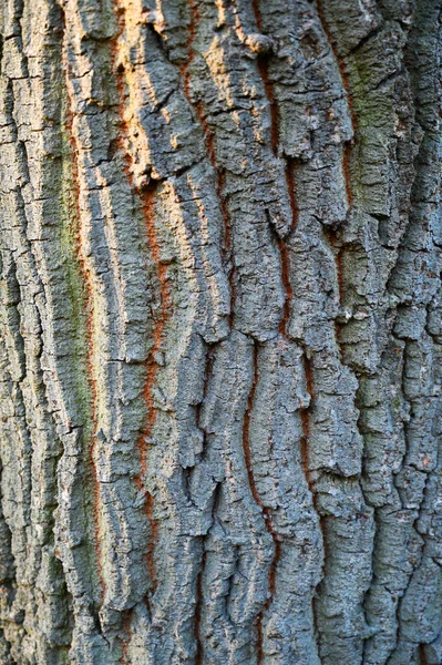 Detalj Trädstam Med Grå Brun Bark Och Orange Och Gröna — Stockfoto