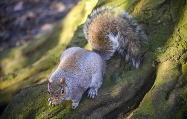 Grey Squirrel Kelsey Park Beckenham Greater London Squirrel Climbing Tree — Stock Photo, Image