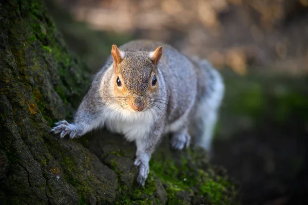 Kelsey Park 'taki gri sincap, Beckenham, Büyük Londra. Ağaç gövdesine tırmanan bir sincap. Kelsey Park, Beckenham, Kent 'te bir sürü gri sincap vardır. Gri sincap (Sciurus carolinensis), İngiltere.