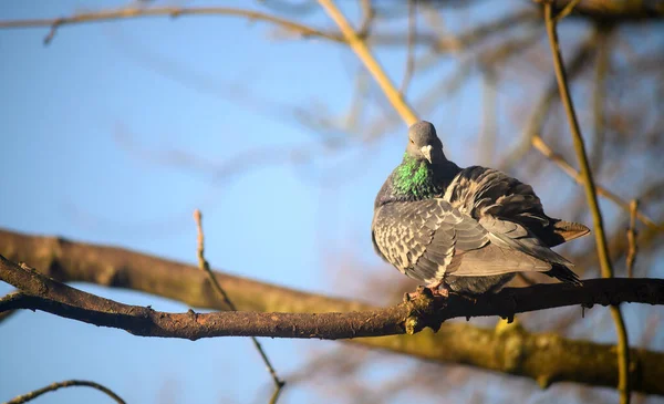 大伦敦贝肯纳姆凯尔西公园的岩鸽或普通鸽子或野鸽 肯特郡贝肯纳姆的凯尔西公园 一只鸽子 坐在一棵树上 石鸽或普通鸽子 Columba Livia — 图库照片