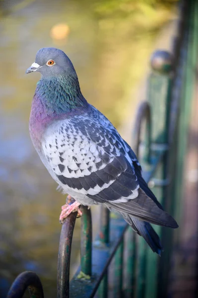 Rock Dove Common Pigeon Feral Pigeon Kelsey Park Beckenham Greater — Stock Photo, Image