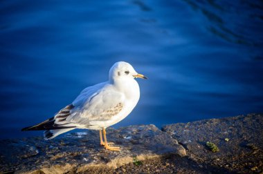 Kelsey Park, Beckenham, Büyük Londra 'da kış tüyleri içinde siyah başlı martı. Beckenham, Kent 'teki Kelsey Park' ta gölün kenarında siyah başlı bir martı duruyor. Siyah başlı martı (Larus ridibundus), İngiltere.