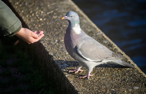 大伦敦贝肯纳姆凯尔西公园的岩鸽或普通鸽子或野鸽 这只鸽子 是在肯特郡贝肯汉的凯尔西公园人工喂养的 石鸽或普通鸽子 Columba Livia — 图库照片