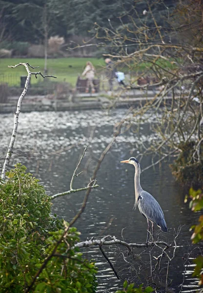 Kelsey Park Gri Balıkçıl Beckenham Büyük Londra Gri Balıkçıl Bir — Stok fotoğraf