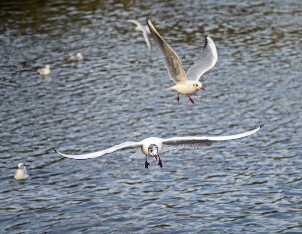 Zwartkopmeeuwen Winterveren Kelsey Park Beckenham Groot Londen Twee Zwartkopmeeuwen Vliegen — Stockfoto