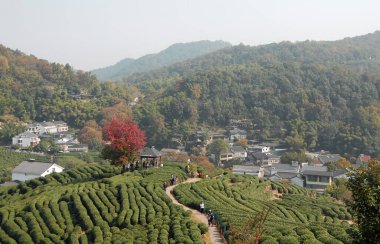 Çin 'in Zhejiang ilindeki Hangzhou yakınlarında Longjing Çay Köyü. Köyün ve ünlü Longjing çayının yetiştiği tarlaların manzarası. Longjing köyü yürümek için popüler bir yerdir..