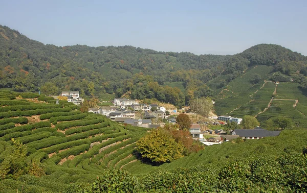Çin 'in Zhejiang ilindeki Hangzhou yakınlarında Longjing Çay Köyü. Köyün ve ünlü Longjing çayının yetiştiği tarlaların manzarası. Longjing köyü Çin 'in Hangzhou kenti yakınlarında popüler bir turistik yerdir..