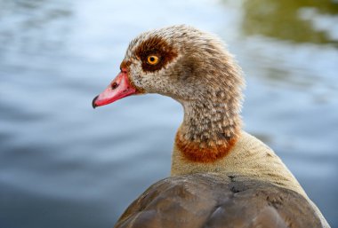 Kelsey Park, Beckenham, Büyük Londra 'da Mısır kazı. Sola bakan bir Mısırlı kaz portresi. Mısır kazları Kelsey Park, Beckenham 'da yaygındır. Mısırlı kaz (Alopochen aegyptiaca), İngiltere.