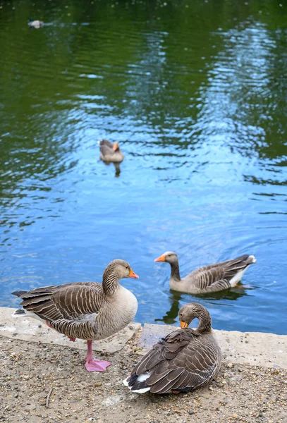 Gansos Greylag Lago Kelsey Park Beckenham Gran Londres Dos Gansos —  Fotos de Stock