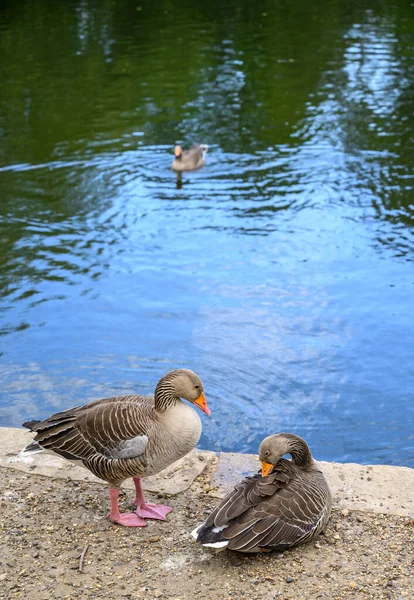 Greylag Oche Lago Kelsey Park Beckenham Greater London Due Oche — Foto Stock