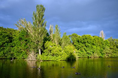Kelsey Park, Beckenham, Londra dramatik gri bulutlu. Kazlar Kelsey Park, Beckenham, Kent 'teki gölde yüzüyorlar. Yansımalı ağaçlar ve göl öğleden sonra güneşiyle aydınlanır..