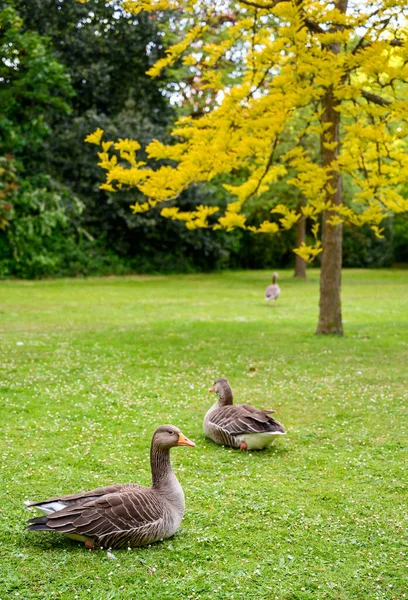 Gansos Greylag Kelsey Park Beckenham Grande Londres Gansos Grisalhos Sentam — Fotografia de Stock