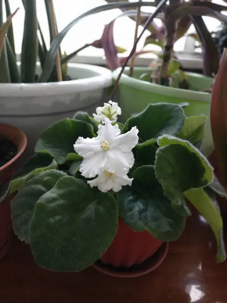 Tencerede beyaz menekşe. Ahşap vernikli bir masada.